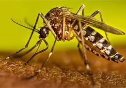 Alertan por dengue Alertan por dengue