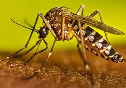 Alertan por dengue Alertan por dengue