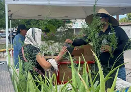 Cajemenses podrán cambiar material reciclable por plantas durante ecotrueque Cajemenses podrán cambiar material reciclable por plantas durante ecotrueque