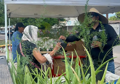 Cajemenses podrán cambiar material reciclable por plantas durante ecotrueque Cajemenses podrán cambiar material reciclable por plantas durante ecotrueque