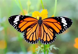 Esta es la fecha esperada del regreso de la mariposa monarca a México Esta es la fecha esperada del regreso de la mariposa monarca a México