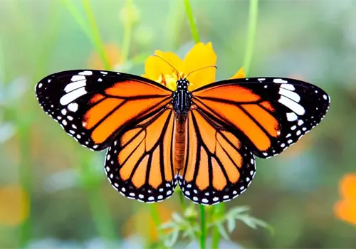Esta es la fecha esperada del regreso de la mariposa monarca a México Esta es la fecha esperada del regreso de la mariposa monarca a México