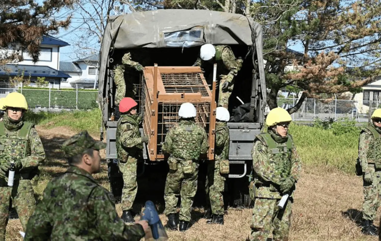 Hay más de 54 mil osos en Japón.