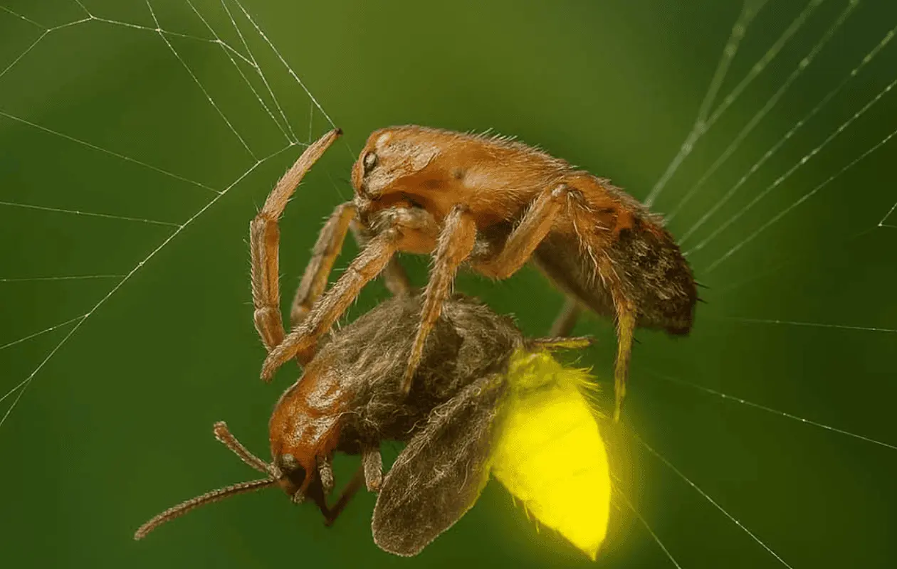 Científicos han analizado como cerebros pequeños pueden tener conductas intencionadas.