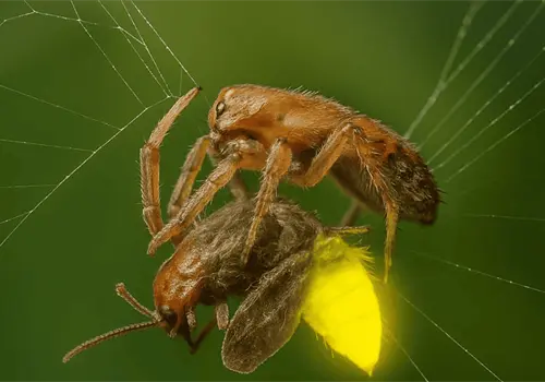 ¡Cuidado! Esta araña usa luciérnagas para atraer a sus presas ¡Cuidado! Esta araña usa luciérnagas para atraer a sus presas
