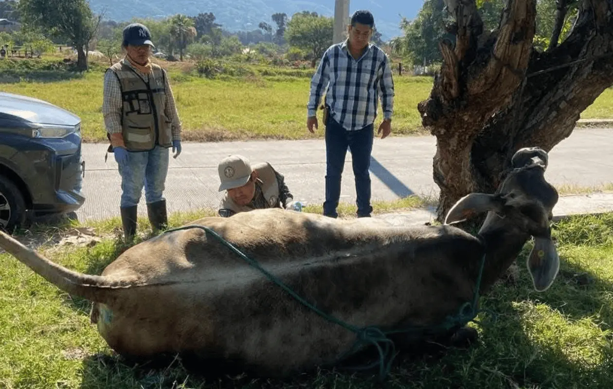 Buscan controlar el problema para que pronto se pueda reabrir la frontera.