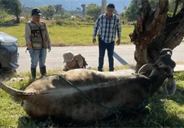 Sader ampliará operativo nacional contra el gusano barrenador del ganado en todo México Sader ampliará operativo nacional contra el gusano barrenador del ganado en todo México