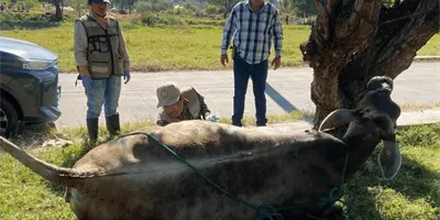 Sader ampliará operativo nacional contra el gusano barrenador del ganado en todo México Sader ampliará operativo nacional contra el gusano barrenador del ganado en todo México