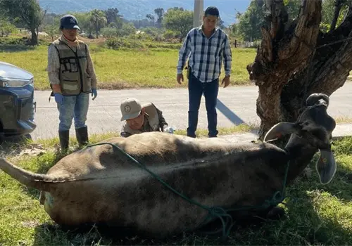 Sader ampliará operativo nacional contra el gusano barrenador del ganado en todo México Sader ampliará operativo nacional contra el gusano barrenador del ganado en todo México
