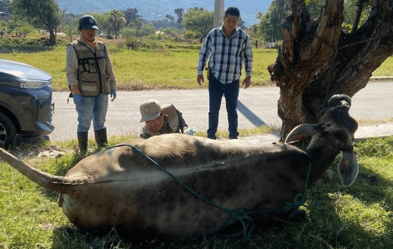 Sader ampliará operativo nacional contra el gusano barrenador del ganado en todo México