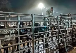 Senasica trata con éxito caso de gusano barrenador del ganado en Jalisco Senasica trata con éxito caso de gusano barrenador del ganado en Jalisco