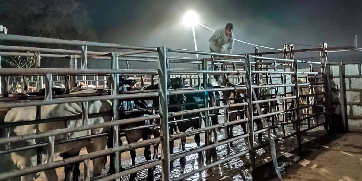 Senasica trata con éxito caso de gusano barrenador del ganado en Jalisco