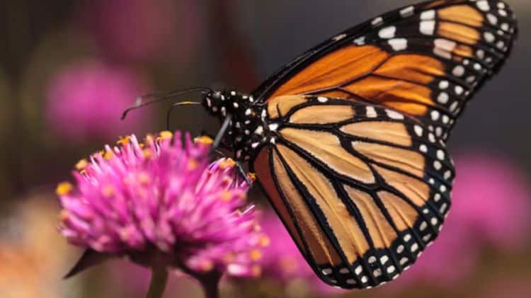 imagen-cuerpo imagen-cuerpo