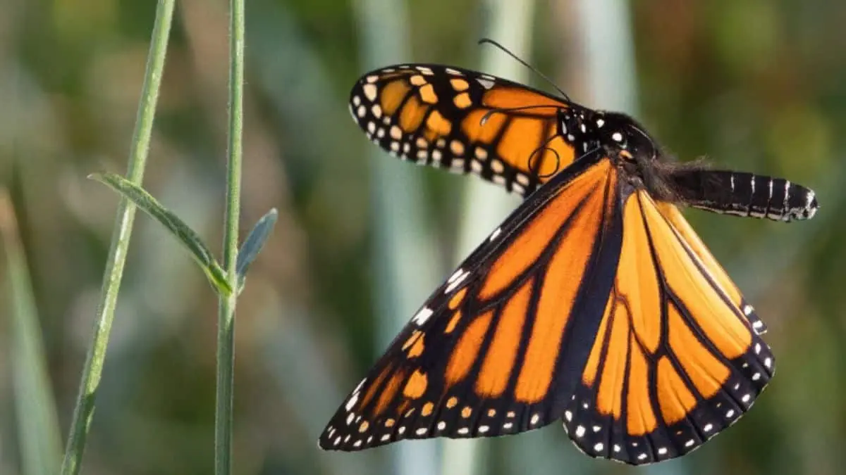 ¿Dónde son los mejores lugares para ver a la mariposa monarca en México?