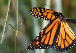 ¿Dónde son los mejores lugares para ver a la mariposa monarca en México? ¿Dónde son los mejores lugares para ver a la mariposa monarca en México?