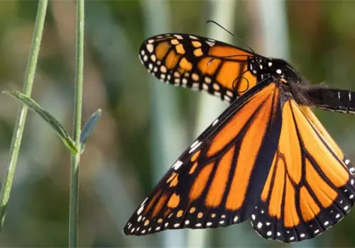 ¿Dónde son los mejores lugares para ver a la mariposa monarca en México? ¿Dónde son los mejores lugares para ver a la mariposa monarca en México?