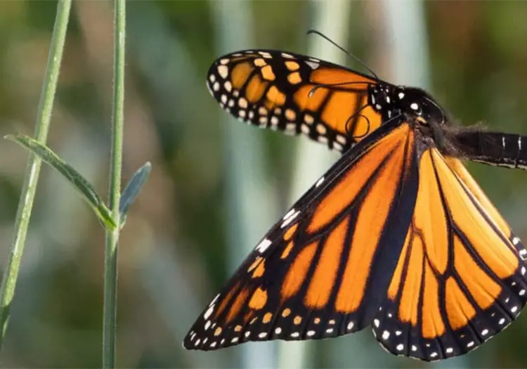 ¿Dónde son los mejores lugares para ver a la mariposa monarca en México?
