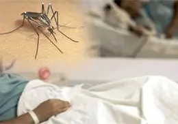 Repunta el dengue Repunta el dengue