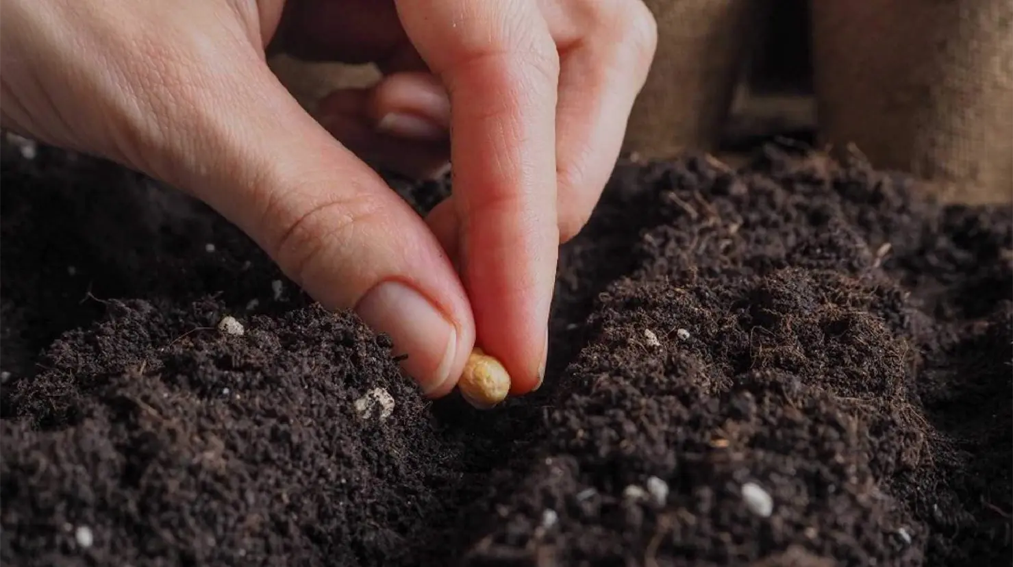 Plantas ideales para sembrar en noviembre y disfrutar un jardín lleno de flores en verano