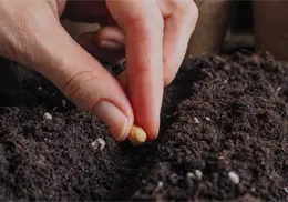 Plantas ideales para sembrar en noviembre y disfrutar un jardín lleno de flores en verano Plantas ideales para sembrar en noviembre y disfrutar un jardín lleno de flores en verano