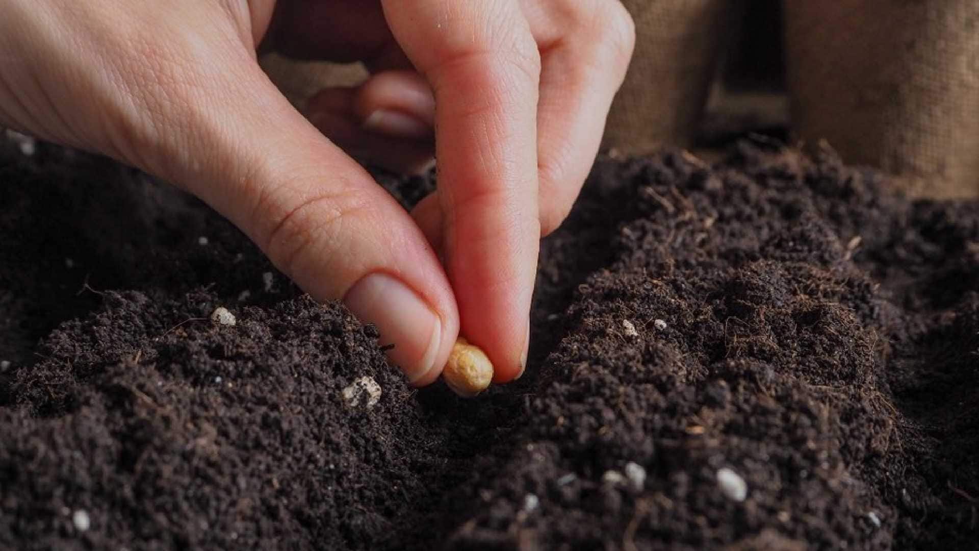 Plantas ideales para sembrar en noviembre y disfrutar un jardín lleno de flores en verano