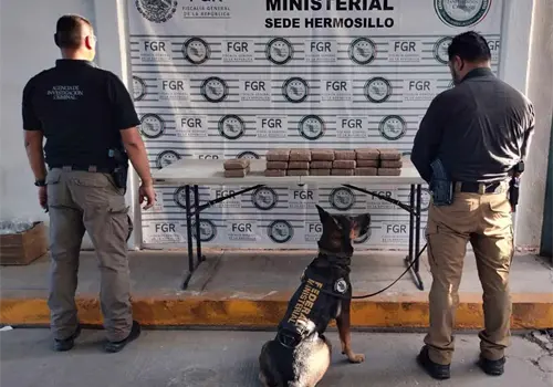 Decomisan cargamento de cocaína en empresa de paquetería de Hermosillo