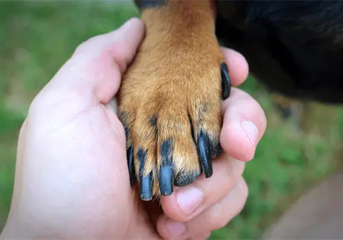 Estudios revelan desde cuándo los perros son realmente los "mejores amigos" del hombre Estudios revelan desde cuándo los perros son realmente los "mejores amigos" del hombre