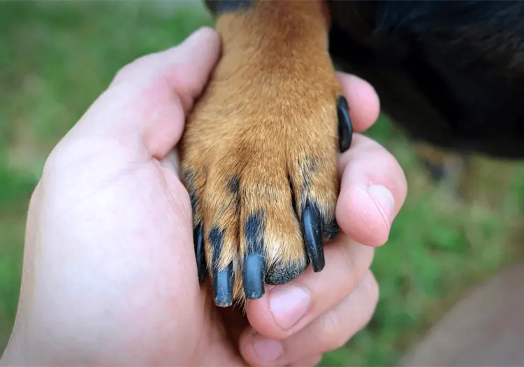 Estudios revelan desde cuándo los perros son realmente los "mejores amigos" del hombre
