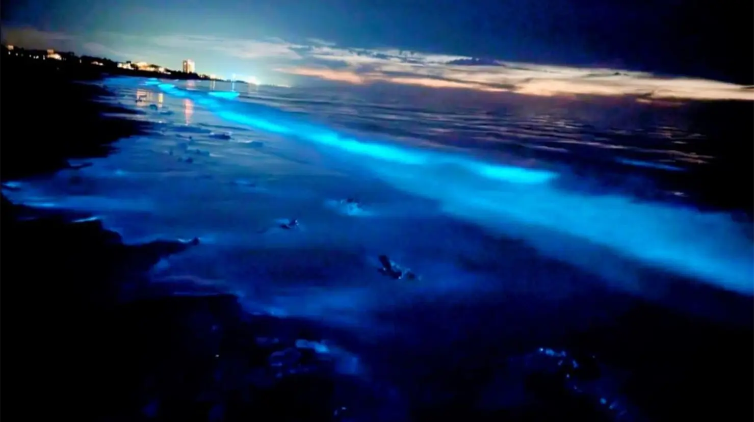Así se ve el mar azul neón en Sonora: El fenómeno natural que ilumina Puerto Peñasco