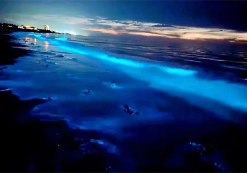 Así se ve el mar azul neón en Sonora: El fenómeno natural que ilumina Puerto Peñasco Así se ve el mar azul neón en Sonora: El fenómeno natural que ilumina Puerto Peñasco