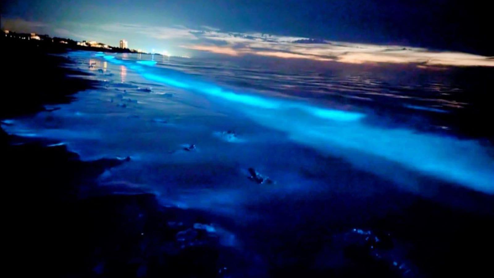 Así se ve el mar azul neón en Sonora: El fenómeno natural que ilumina Puerto Peñasco