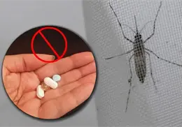 Evite automedicarse ante signos de dengue