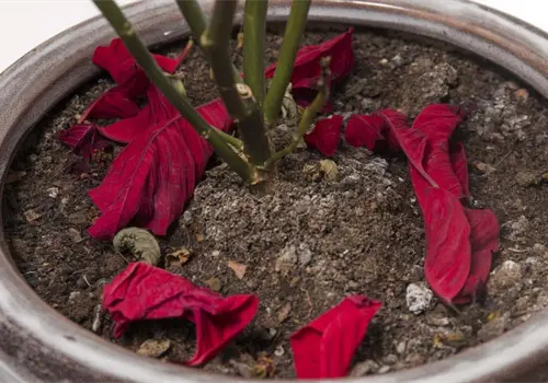 Nochebuenas empezarán a florecer Nochebuenas empezarán a florecer