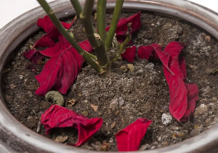 Nochebuenas empezarán a florecer