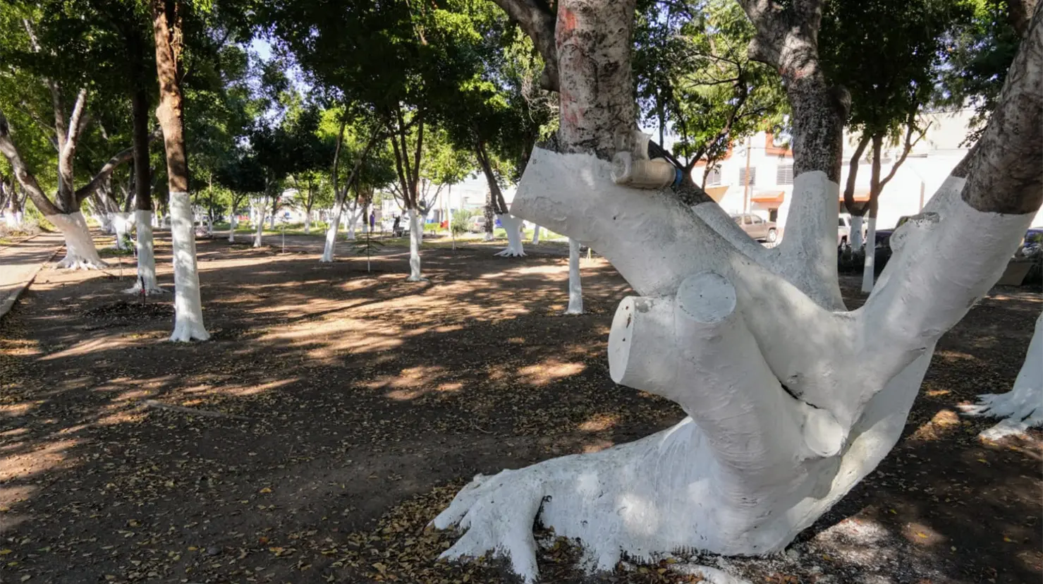 Denuncian malas prácticas de poda en bulevar Ramírez