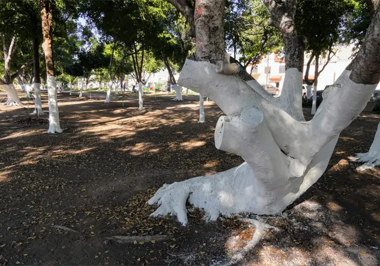 Denuncian malas prácticas de poda en bulevar Ramírez