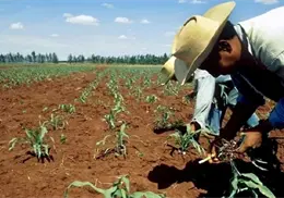 Campesinos en crisis Campesinos en crisis