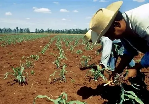 Campesinos en crisis