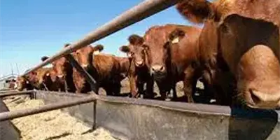 Productores de ganado podrán contar con créditos para engorda Productores de ganado podrán contar con créditos para engorda