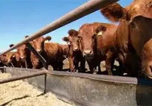 Productores de ganado podrán contar con créditos para engorda