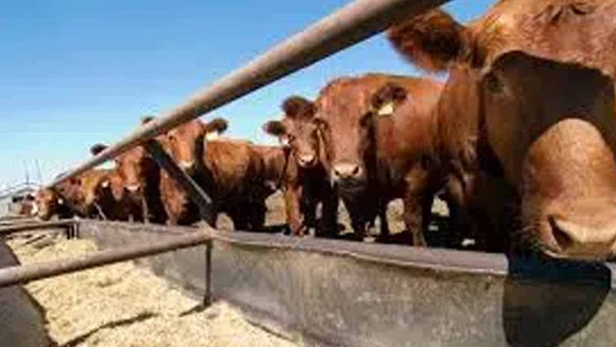 Productores de ganado podrán contar con créditos para engorda