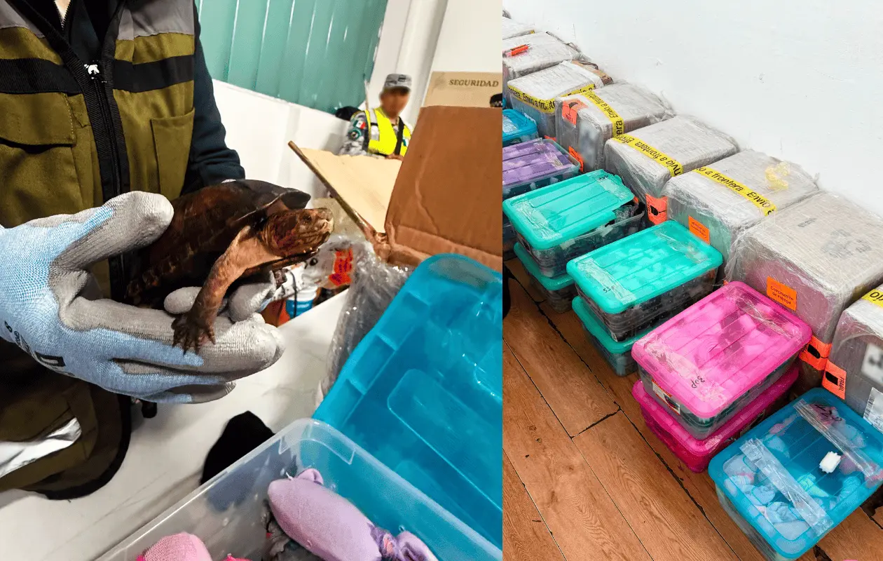 Mariana Boy Tamborrell, titular de Profepa destacó la gravedad del caso al señalar el delito que representa el tráfico de vida silvestre.