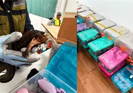 Decomisan 774 tortugas vivas en aeropuerto de Tijuana; iban ocultas como cosméticos Decomisan 774 tortugas vivas en aeropuerto de Tijuana; iban ocultas como cosméticos