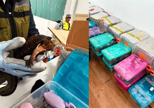 Decomisan 774 tortugas vivas en aeropuerto de Tijuana; iban ocultas como cosméticos Decomisan 774 tortugas vivas en aeropuerto de Tijuana; iban ocultas como cosméticos