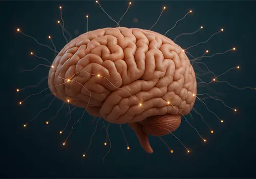 Nuevo atlas del cerebro en desarrollo revela claves tempranas de los trastornos mentales Nuevo atlas del cerebro en desarrollo revela claves tempranas de los trastornos mentales