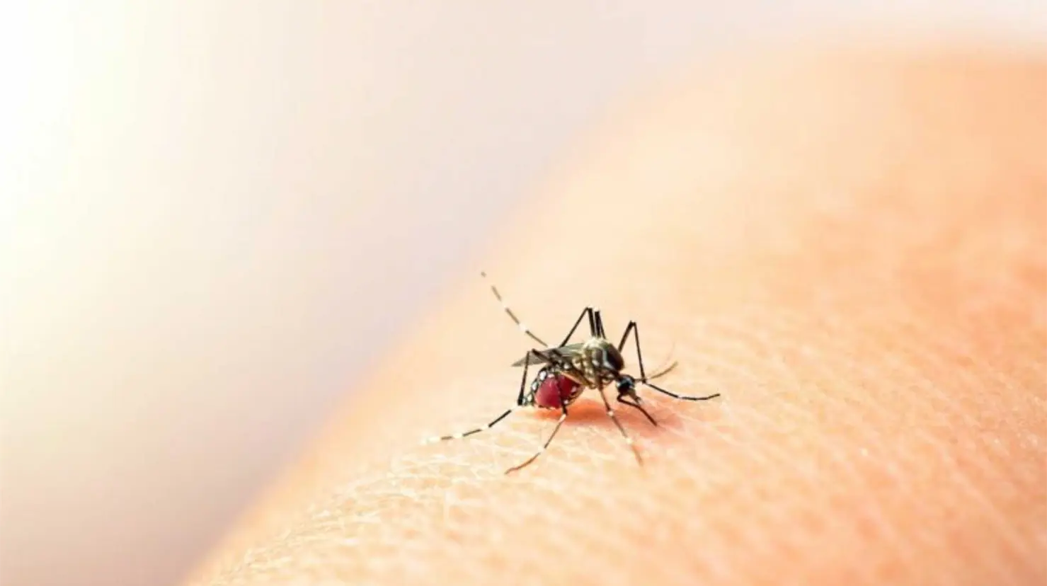 Sonora encabeza la incidencia de dengue en México; Guaymas sigue como el principal foco de contagio
