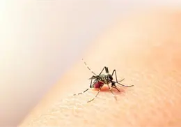 Sonora encabeza la incidencia de dengue en México; Guaymas sigue como el principal foco de contagio