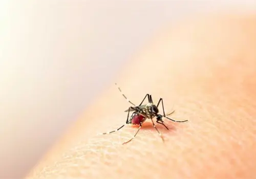 Sonora encabeza la incidencia de dengue en México; Guaymas sigue como el principal foco de contagio Sonora encabeza la incidencia de dengue en México; Guaymas sigue como el principal foco de contagio