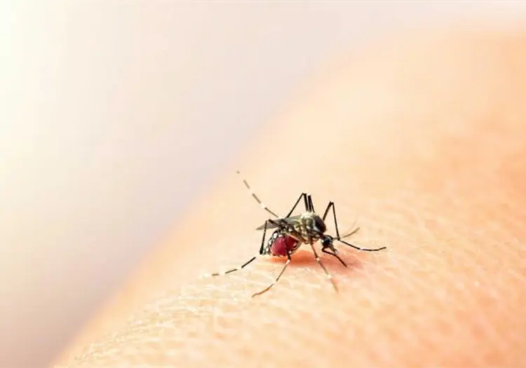 Sonora encabeza la incidencia de dengue en México; Guaymas sigue como el principal foco de contagio