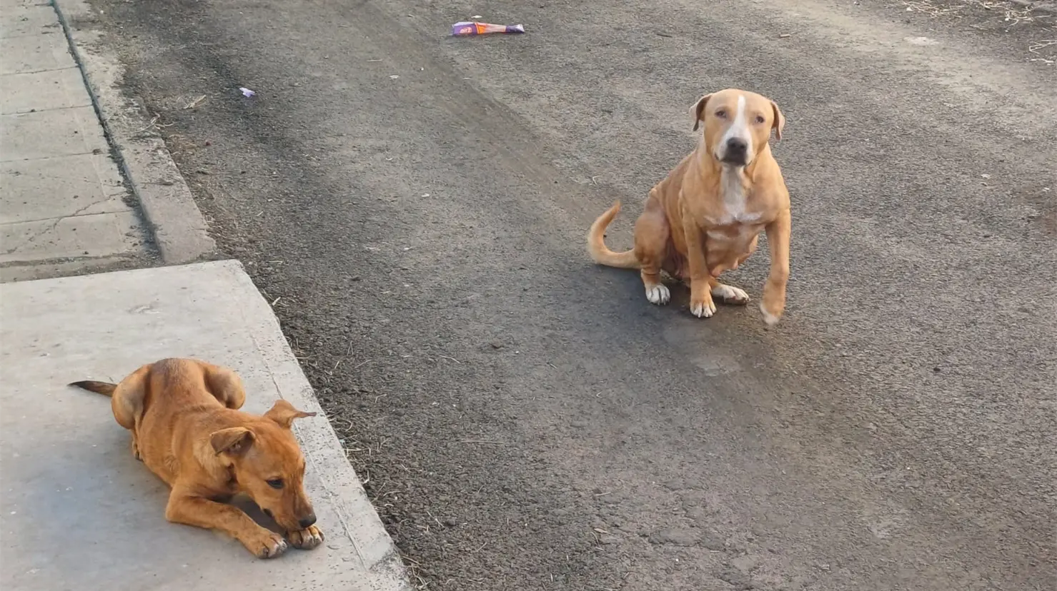 Registra Sonora 3 nuevas muertes por rickettsia